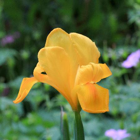 IRIS hollandica 'Stronggolg' ®