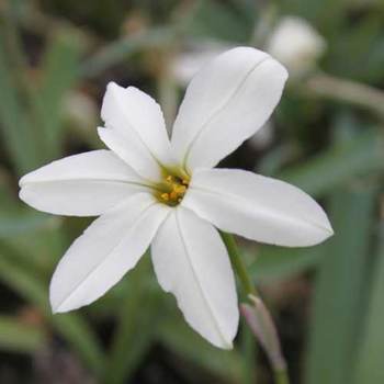 IPHEION 'Alberto Castillo'