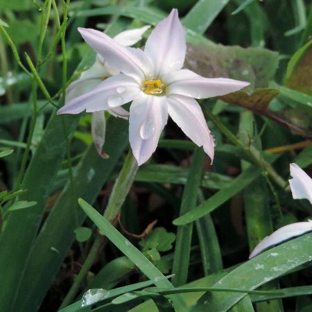 IPHEION 'Tessa'®