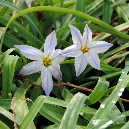 IPHEION