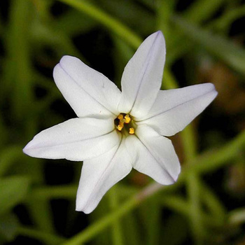 IPHEION uniflorum 'Album'