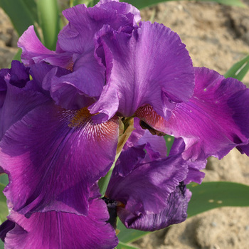 IRIS b-e 'Ambroise'