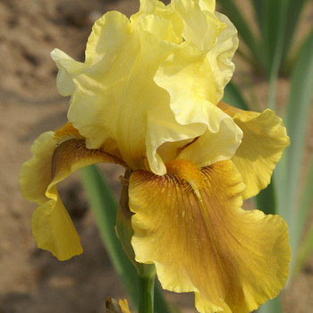 IRIS b-e 'Bayberry Candle'