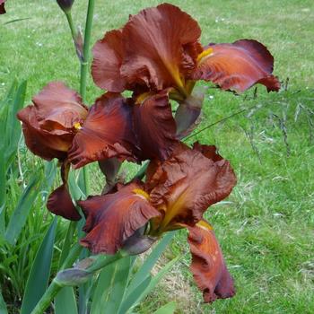 IRIS b-e 'Dutch Chocolate'