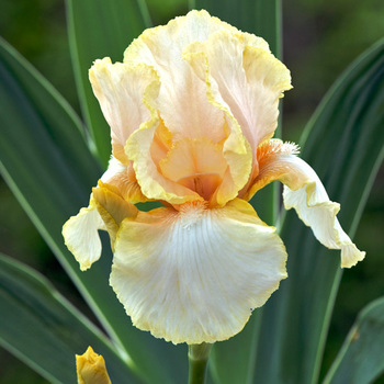 IRIS b-e 'Feminine Charm'
