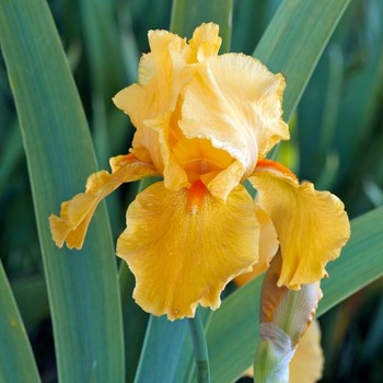 IRIS b-e 'Flaming'