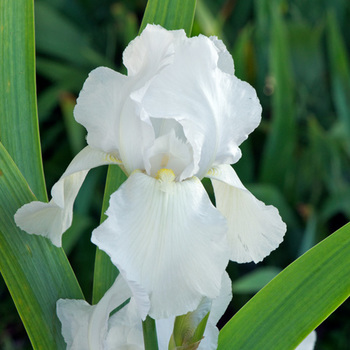 IRIS b-e 'Glacier'