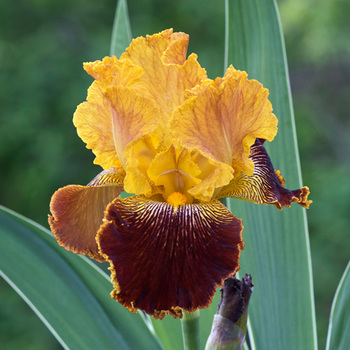 IRIS b-e 'Michigan Pride'