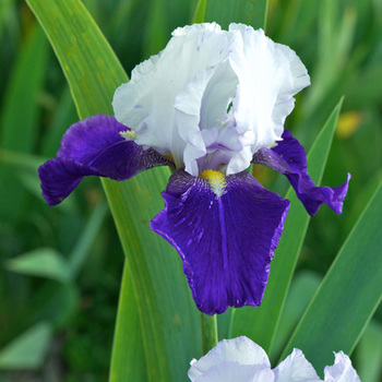 IRIS b-e 'Night Edition'