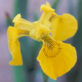 IRIS pseudacorus