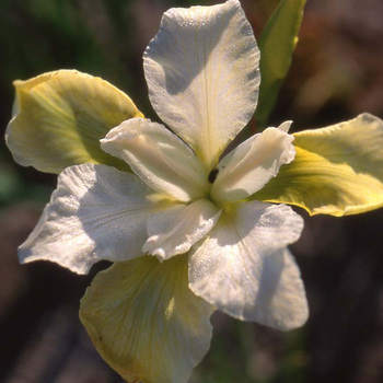 IRIS sibirica 'Butter and Sugar'
