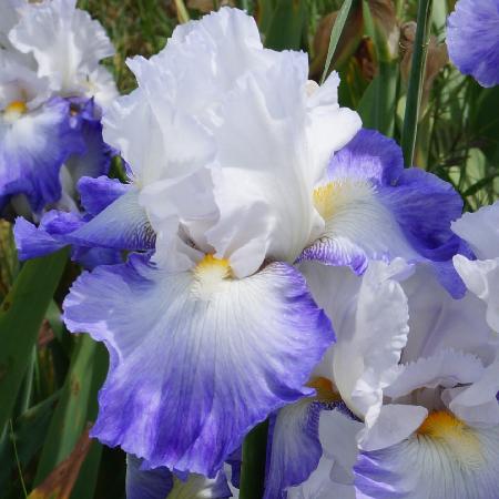 IRIS b-e 'Alizés'