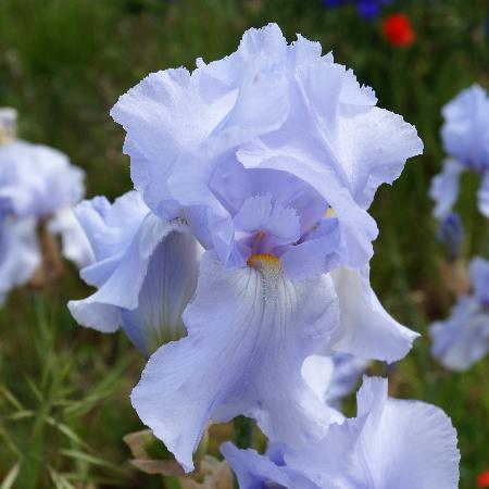 Bulbes DIris,Superbe plante vivace parfumée à base de rhizome de racine-2 Bulbes,Blue 
