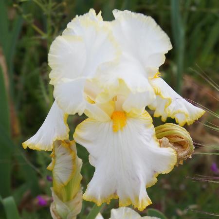 IRIS b-e 'Bride's Halo'