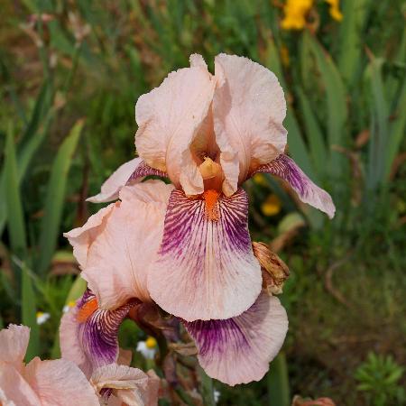 IRIS b-e 'Color Carnival'