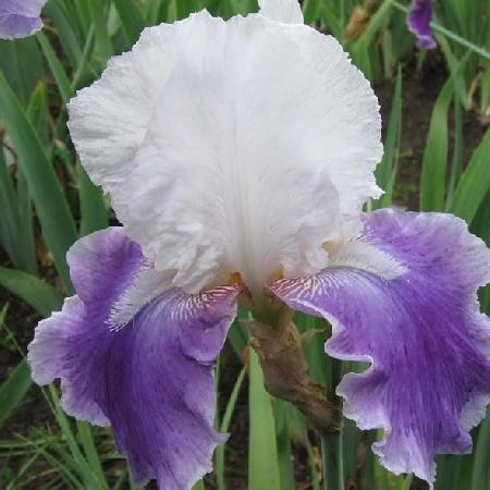 IRIS b-e 'Margarita'