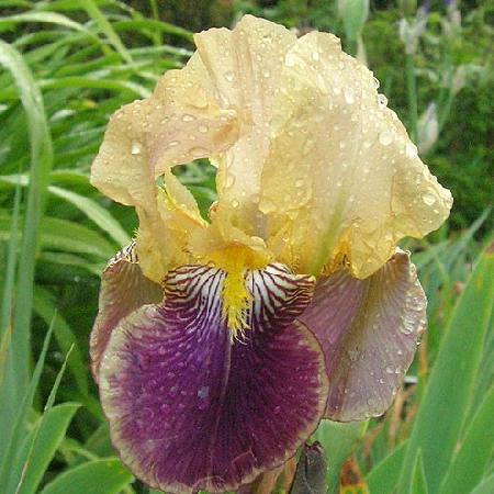 IRIS b-e 'Nibelungen'