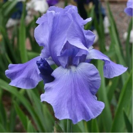 IRIS b-e 'Pacific Panorama'