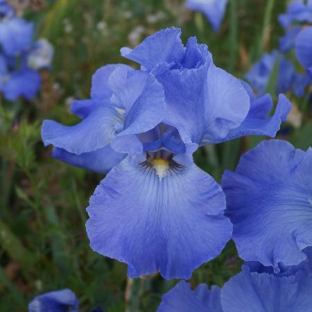 IRIS b-e 'Sapphire Hill's'