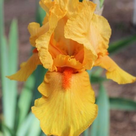 IRIS b-e 'Son of Star'