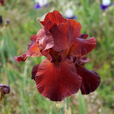 IRIS b-e 'Spartan'