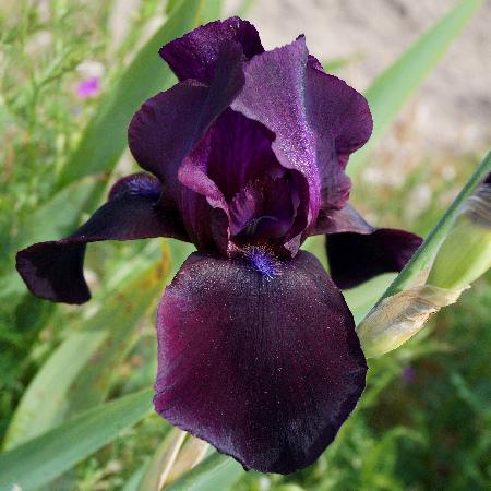 IRIS b-e 'Study in Black' 