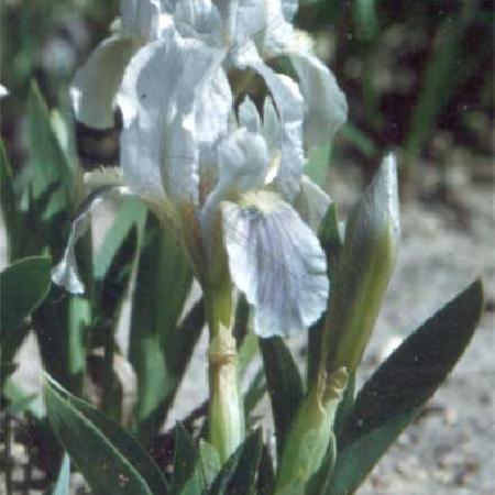 IRIS b-n 'Azurea' (pumila)