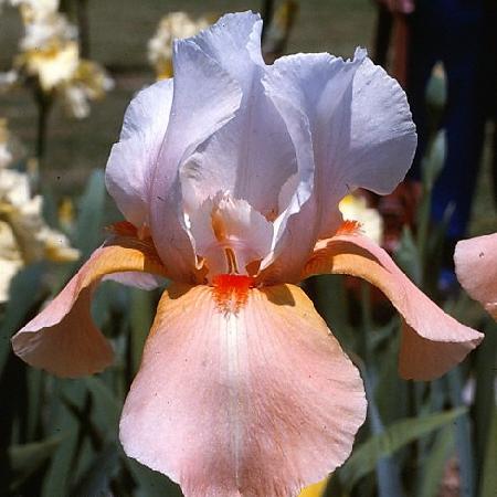 IRIS b-e 'Invitation'