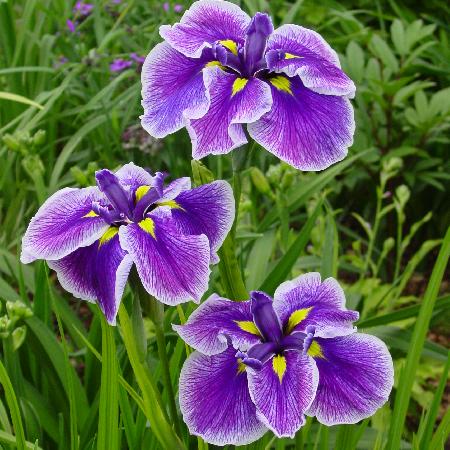 IRIS ensata 'Crystal Halo'