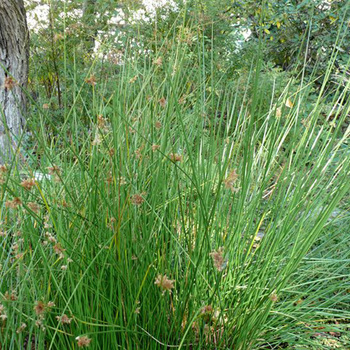 JUNCUS effusus