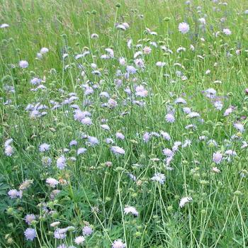 KNAUTIA arvensis