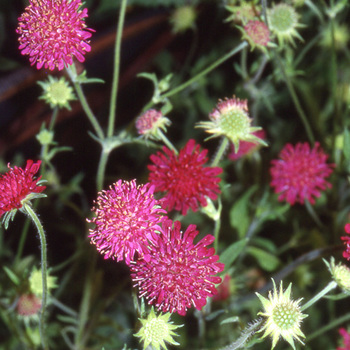 KNAUTIA macedonica