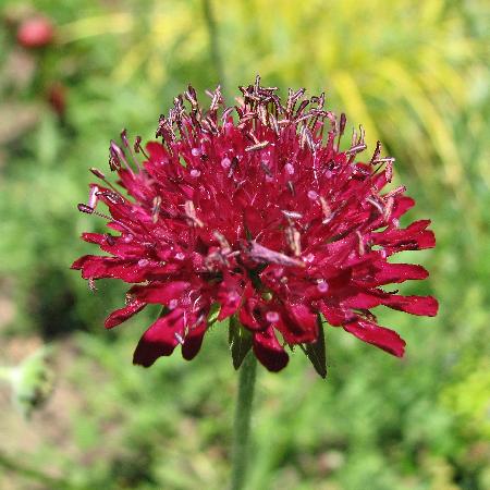 KNAUTIA macedonica 'Mars Midget'