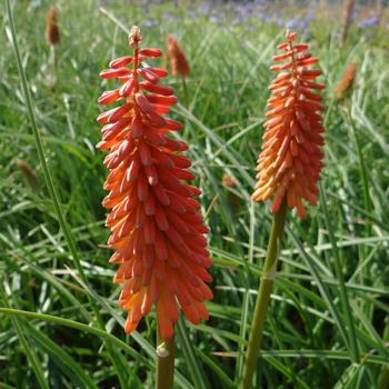 KNIPHOFIA 'Alcazar'