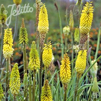 KNIPHOFIA citrina