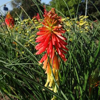 KNIPHOFIA 'Creamsicle' ® 