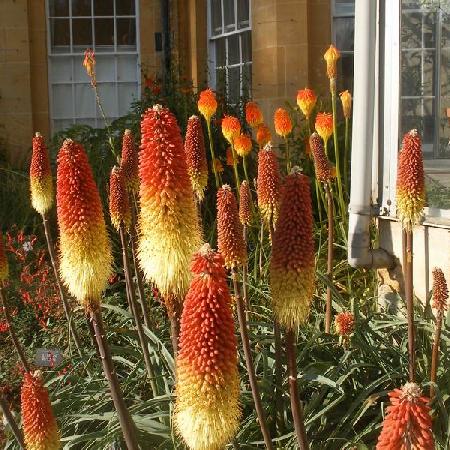 KNIPHOFIA rooperi