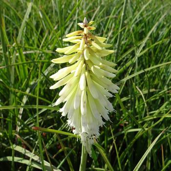 KNIPHOFIA 'Ice Queen'