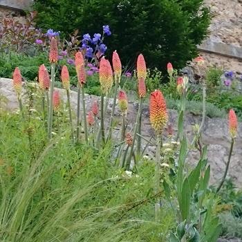 KNIPHOFIA uvaria 'Grandiflora'