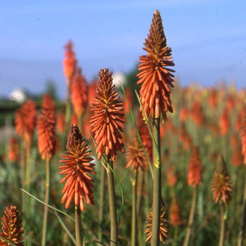 KNIPHOFIA 'Vincent Lepage'