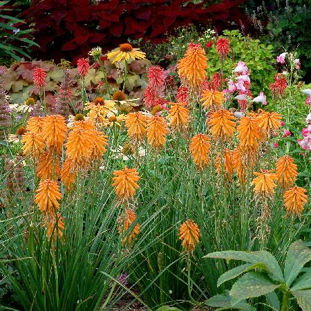 KNIPHOFIA 'Poco Orange' ®