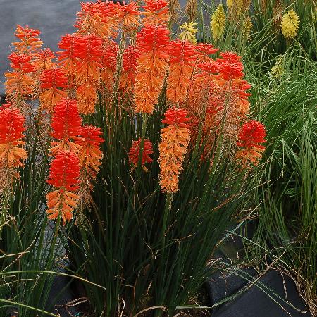 KNIPHOFIA 'Poco Sunset' ®