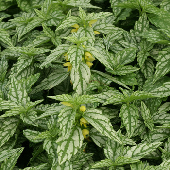 LAMIASTRUM galeobdolon 'Hermann's Pride'
