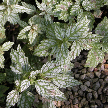 LAMIASTRUM galeobdolon 'Silberteppich'
