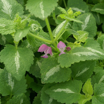 LAMIUM maculatum 'Chequers'