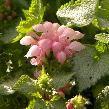 LAMIUM maculatum 'Pink Pewter'