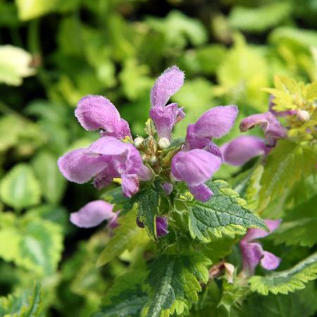 LAMIUM maculatum 'Anne Greenaway'