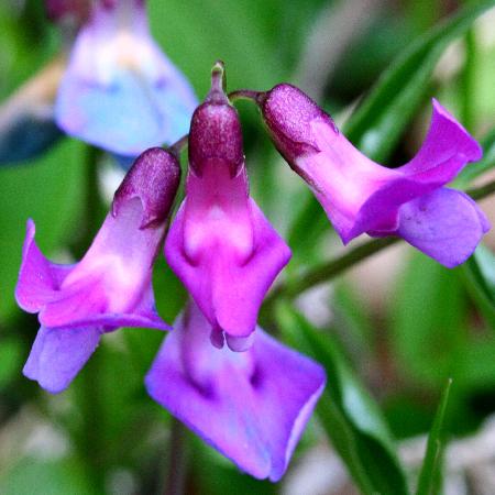 LATHYRUS vernus