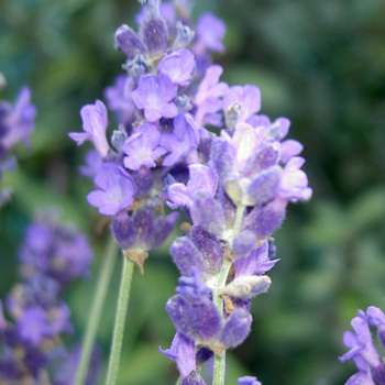 LAVANDULA angustifolia (vera)