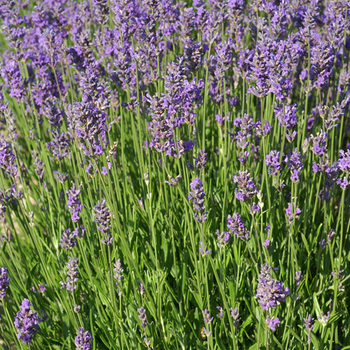 LAVANDULA angustifolia 'Compacta'